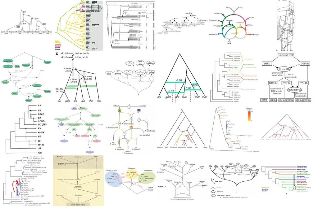 Today focus on explicit phylogenetic networks A gallery of explicit