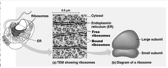 Ribosome is composed of 2 subunits (large & small) that combine to carry out protein synthesis. Can be attached to the ER or free in the cytoplasm.