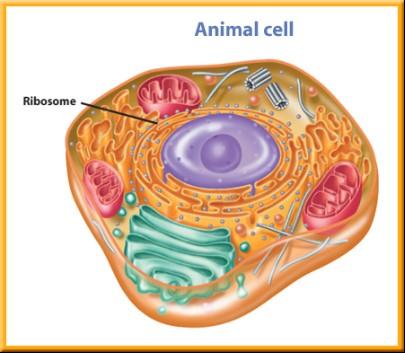 Cell Structure 1 Manufacturing Organelles Proteins are part of cell membranes.