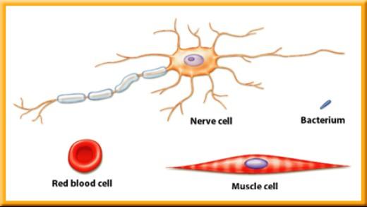 Comparing Cells A nerve cell in your leg could be a meter long.