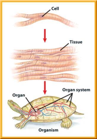 Cell Structure 1 From Cell to Organism An organ is a structure made up of two or more different types of