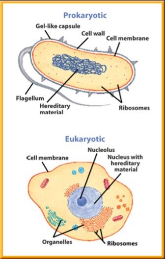 Cell Types Cells with membrane-bound