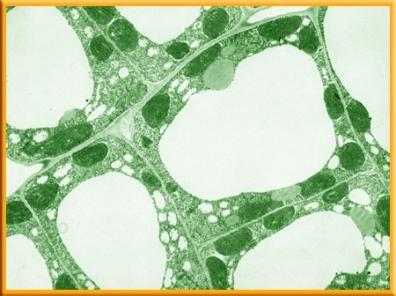 Cell Organization Cell Wall The cells of plants, algae, fungi, and most bacteria have cell walls.