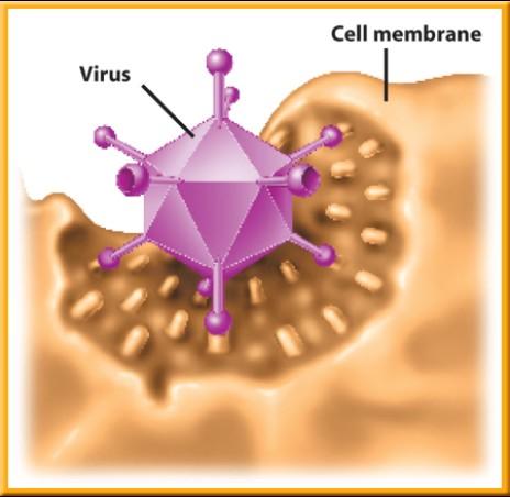 Viruses 3 How do viruses affect organisms?