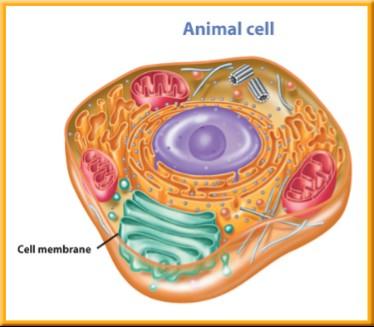Cell Membrane The protective layer around all cells is the cell membrane.