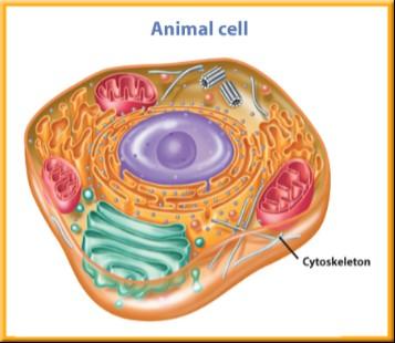 Cytoplasm Cells are filled with a gelatin-like substance called cytoplasm.