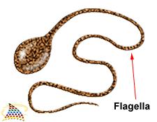 Organelles: Flagella Structure long whip-like tail Function