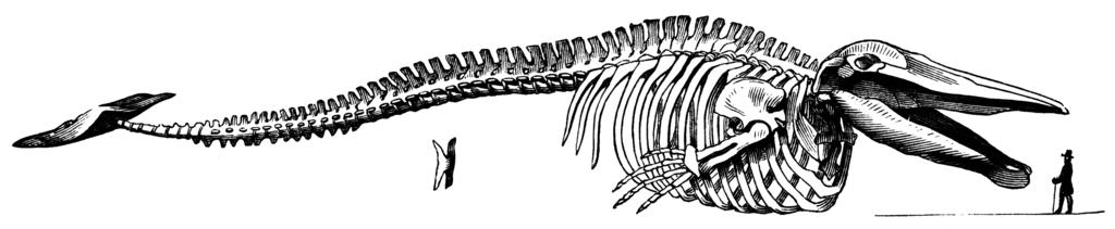 Remnant of hip and leg bones Example: The skeletons of present day whales reveal remnants of hipbones and leg bones.