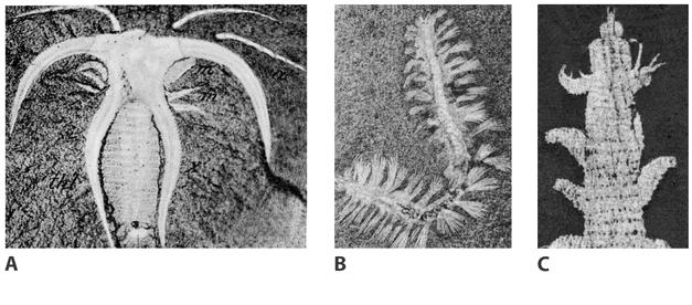 Lagerstätten (Burgess Shale, Cambrian of