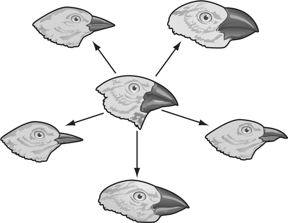35. The diagram below shows many finch species that originated from a single ancestral finch species in the Galapagos Islands.