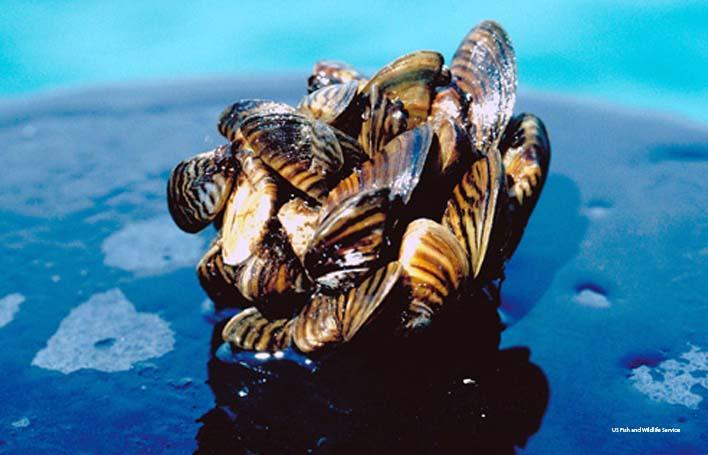 The zebra mussel has completely displaced 20 native mussel species in Lake St. Clair. 1. The Niche A. Habitat is the general place an organism lives.