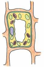 Most cells have other tiny structures that help them do many jobs. These structures are called organelles, or little organs. They are often surrounded by their own special membranes.