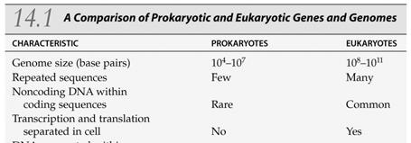 The Eukaryotic Genome Although eukaryotes have more in their genomes than prokaryotes, in