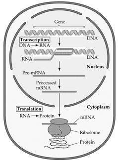 A. The Eukaryotic Genome Unlike prokaryotic, eukaryotic is separated from the cytoplasm