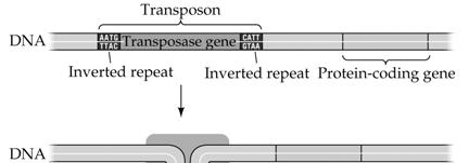the genome. These are known as Transposons.
