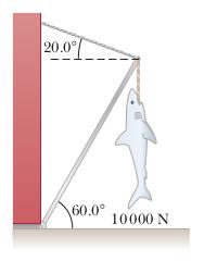 PHYS 185 Final Exam 7 of 8 Fall 2013 Super Long Problem 12. 20 points Consider the following scenario: A 10,000-N shark is supported by a rope attached to a 4.