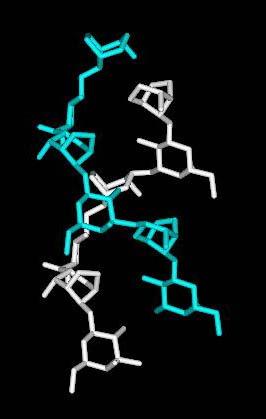 Polysaccharides (agarose) DNA