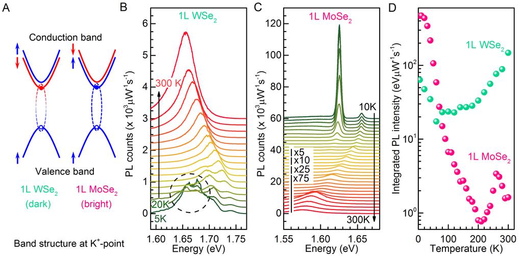 Fig. 2. (A) Valence band and spin-split conduction band at the K + point of the Brillouin zone for monolayer WSe 2 and MoSe 2.