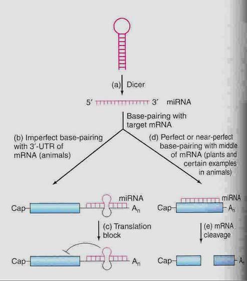 IRE Binding Protein IRE Ferretin IBP High Affinity Form + Fe -Fe IBP Low Affinity Form Low Iron Scanning Blocked IBP IRE Ferritin