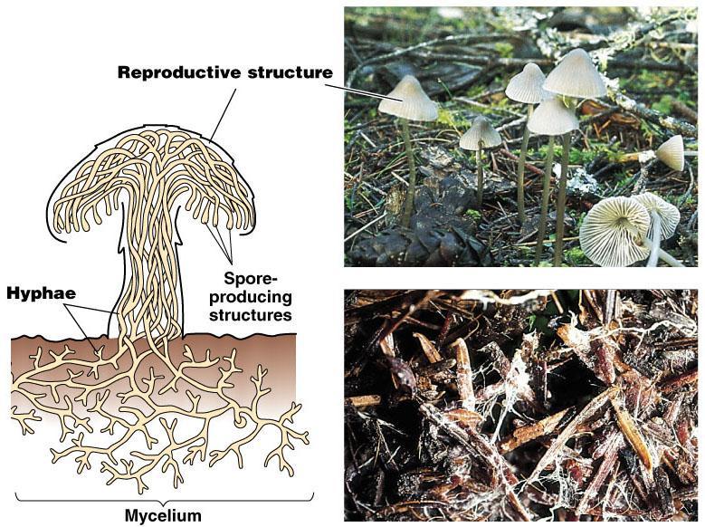 2. Extensive surface area and rapid growth adapt fungi for absorptive nutrition The vegetative bodies of most fungi are
