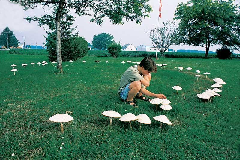 By concentrating growth in the hyphae of mushrooms, a basidiomycete mycelium can erect basidiocarps in just a few hours. A ring of mushrooms, a fairy ring, may appear overnight, as if by magic.