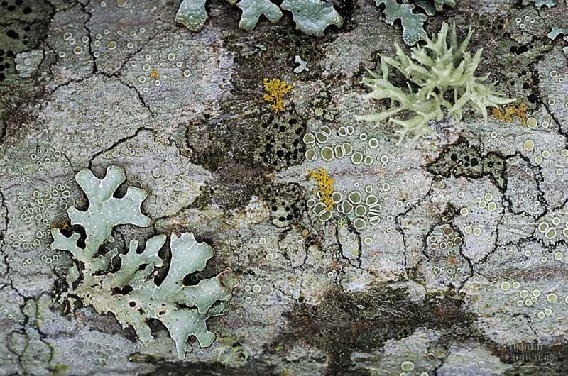 While often mistaken for mosses or other simple plants when viewed at a distance, lichens are actually a