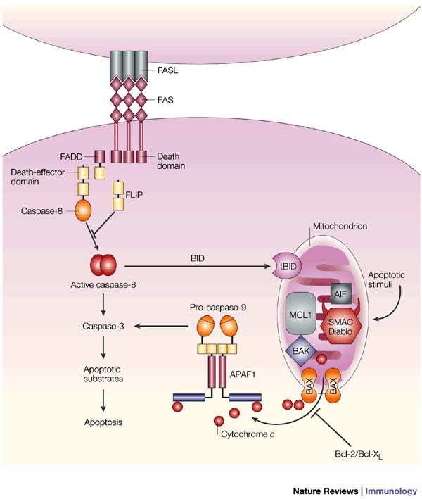 Nature Rev. Immu. 2, 527 (2002) Schematic diagram of death receptor (DR) and mitochondrial pathways for the induction of apoptosis.