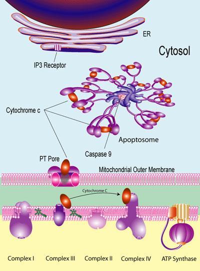 Cytochrome c is involved in apoptosis More recently, cytochrome c has been identified as an important mediator in apoptotic pathways.