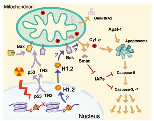 Nature Struc. Biol. 10, 983 (2003). Figure 1. A representative signaling cascade of the mitochondriamediated apoptosis. X-ray irradiation causes doublestrand DNA breaks.