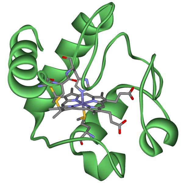 Covalent bonds Cytochrome c is a major player in membrane