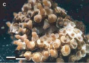 Can corals survive without carbonate? Scleractinian sp.