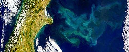 Coccolithophores are an important component of the NZ EEZ plankton January 3, 2008, NASA Terra-MODIS high cell densities (~10