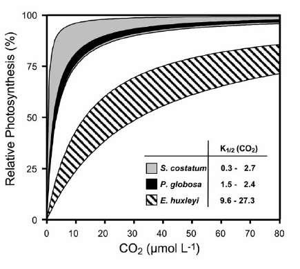 Phytoplankton production may increase under high CO 2 Diatoms Photosynthetic carbon fixation by diatoms saturated at current CO 2 Coccolithophores Coccolithophores well below