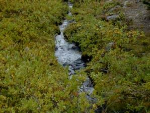 adjacent to a small sub-alpine stream in