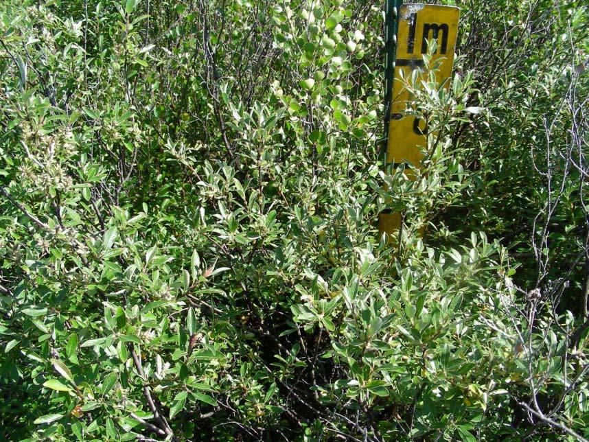 A scrub birch willow shrub-carr