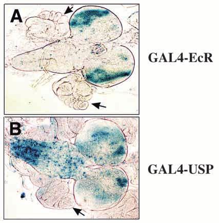 Ecdysteroid receptor activation patterns 1743 Fig. 3. Distinct patterns of GAL4-EcR and GAL4-USP activation in the central nervous system at the onset of metamorphosis.