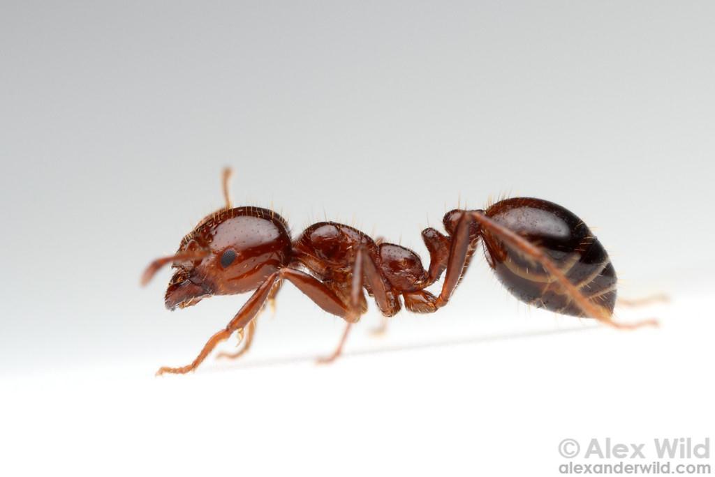 Solenopsis invicta (Red Imported Fire Ant) Order: Hymenoptera (Ants, Wasps and Bees) Class: Insecta (Insects) Phylum: Arthropoda (Arthropods) Fig. 1. Red imported fire ant, Solenopsis invicta.