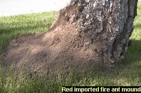 Fig. 2. Mound of red imported fire ant nest. [http://www.ipm.