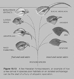 relationships among organisms has also revolutionized biogeography Phylogenetic trees not only provide strong hypotheses of