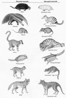 .. The convergence of mammals (marsupials) in Australia vs.