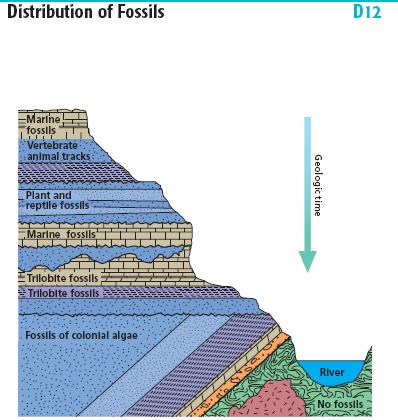 Fossils reveal organisms that lived when the layer formed.
