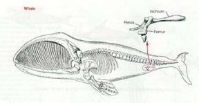 Comparative anatomy Vestigial structures (organs) Snake