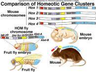 Biochemical similarities DNA, RNA, amino acids, and serology