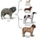 Domesticated breeds from artificial selection 4 main parts of Darwin s reasoning Breeds of dogs Cats, pigeons, silver fox 1. Overproduction 2. Genetic variation 3. Struggle to survive 4.