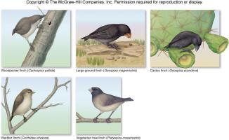 The beaks of Darwin s Finches Darwin s selection hypothesis Darwin collected 31 species of finches from the Galapagos Islands Probably wrens, grosbeaks, and blackbirds Joh n Gould-ornithologist
