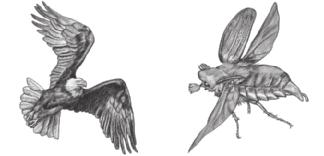 Picture This 3. Name What analogous structure is found in both birds and insects? What are analogous structures? Two organisms can have similar structures without being closely related.