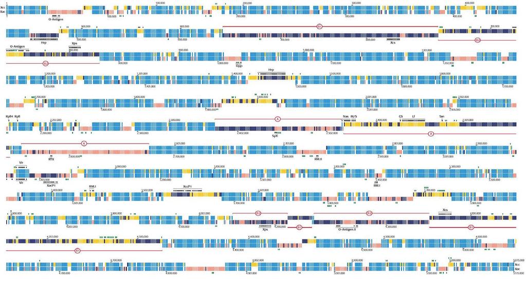 Proteome alignment done with LCS (top: Xcc; bottom: Xac ) Blue: BBHs that are in