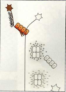 Cell Adhesion Molecules (Contact
