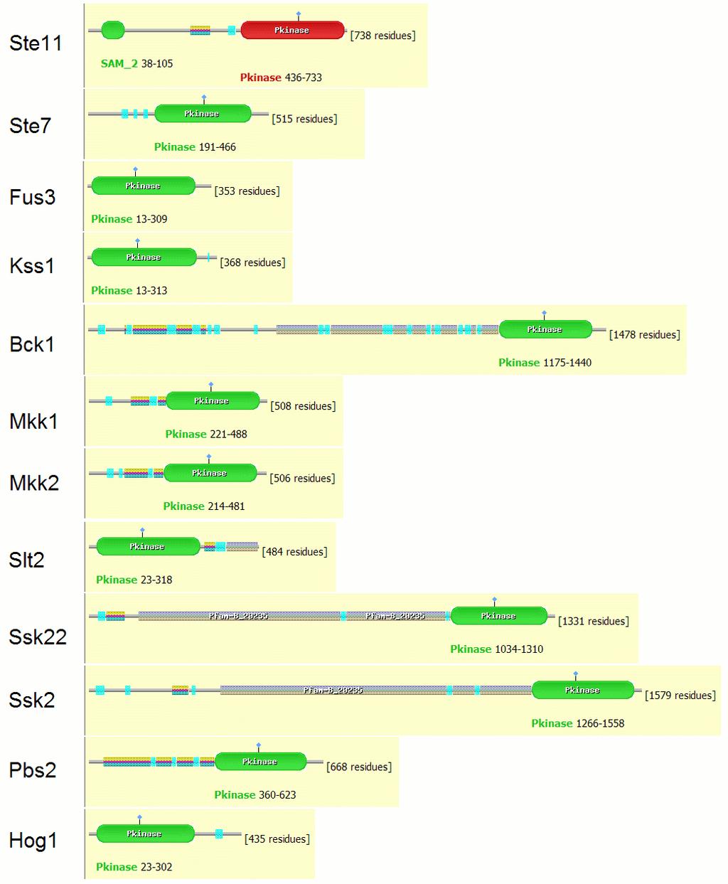 Figure 2.2 Graphical view of domain structures of yeast MAPK kinases based on Pfam annotations.