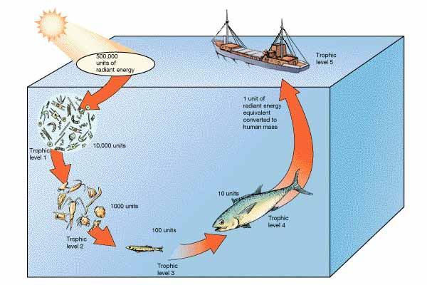 Plankton to Tuna (to Humans) Trophic level 5 Trophic